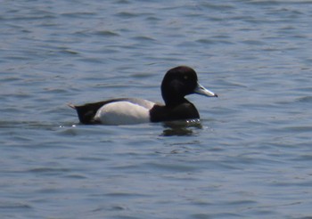 Greater Scaup Kasai Rinkai Park Sun, 4/28/2024