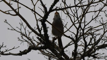 ウグイス 軽井沢野鳥の森 2024年4月27日(土)