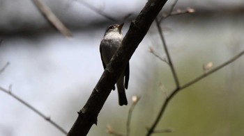 コサメビタキ 軽井沢野鳥の森 2024年4月27日(土)