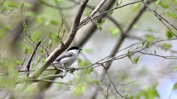 コガラ 軽井沢野鳥の森 2024年4月27日(土)