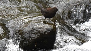 カワガラス 軽井沢野鳥の森 2024年4月27日(土)