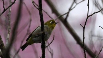 メジロ 軽井沢野鳥の森 2024年4月27日(土)