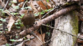 ミソサザイ 軽井沢野鳥の森 2024年4月27日(土)