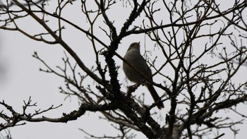 ウグイス 軽井沢野鳥の森 2024年4月27日(土)