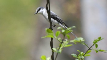 サンショウクイ 軽井沢野鳥の森 2024年4月27日(土)