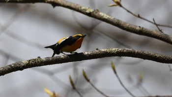 キビタキ 軽井沢野鳥の森 2024年4月27日(土)