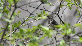 キビタキ 軽井沢野鳥の森 2024年4月27日(土)