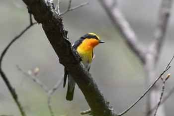 キビタキ 軽井沢野鳥の森 2024年4月27日(土)