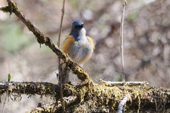 Red-flanked Bluetail 大蔵高丸 Sun, 4/28/2024