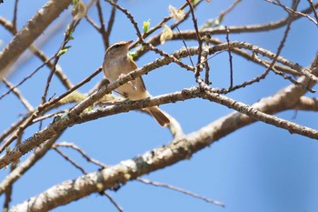 Sakhalin Leaf Warbler 大蔵高丸 Sun, 4/28/2024