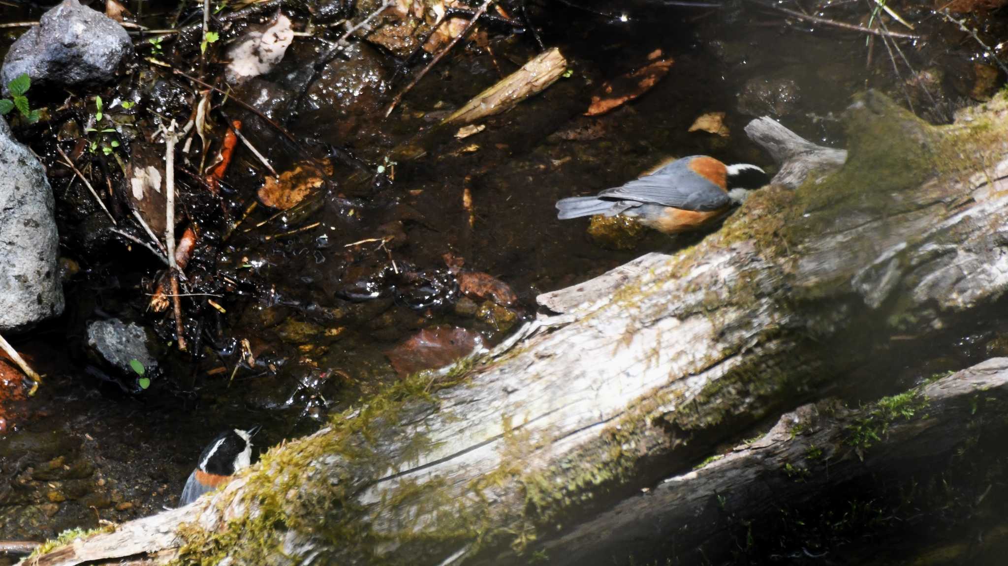 軽井沢野鳥の森 ヤマガラの写真 by ao1000