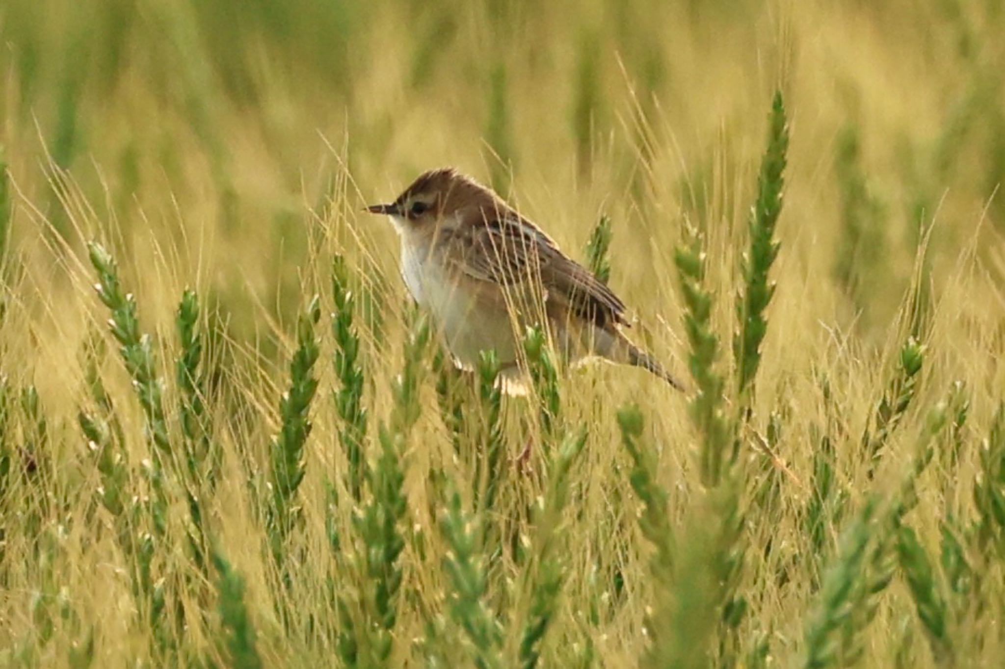 Photo of Zitting Cisticola at 麦畑 by すもも