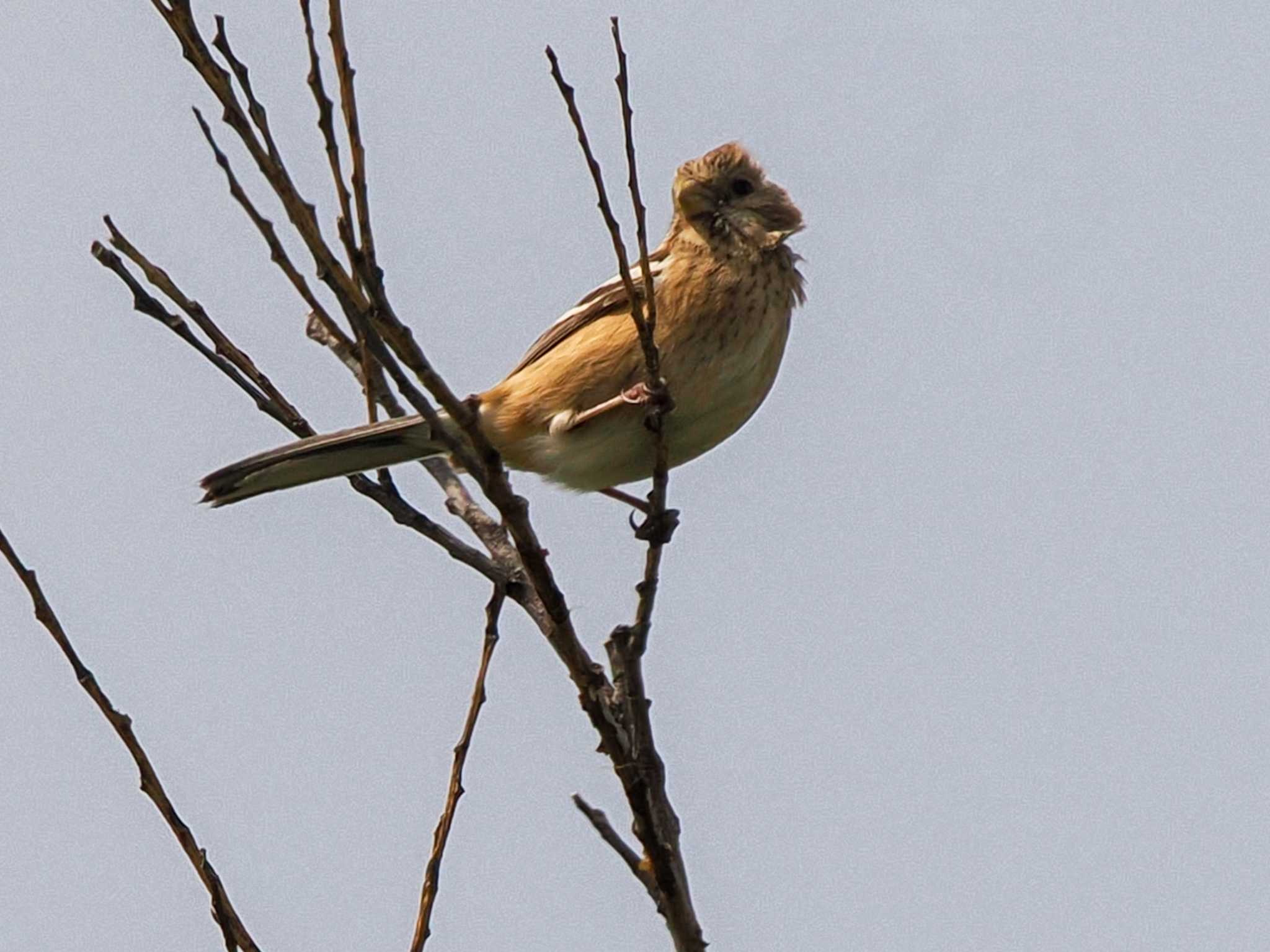 Siberian Long-tailed Rosefinch