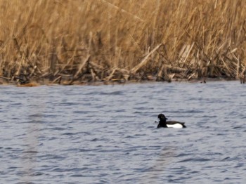 Tufted Duck 水と生きものの郷トゥ・ペッ Sun, 4/28/2024