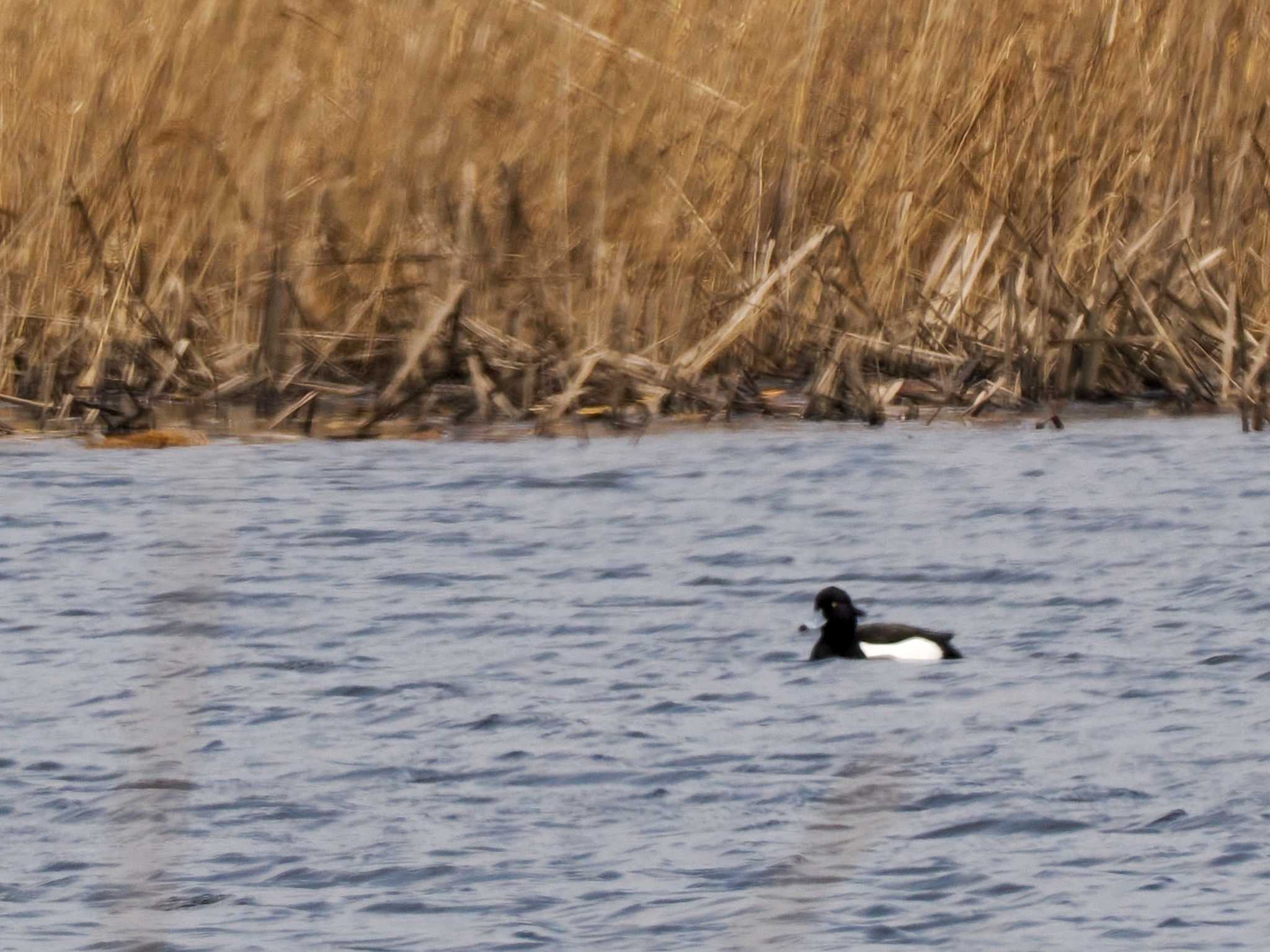 Tufted Duck