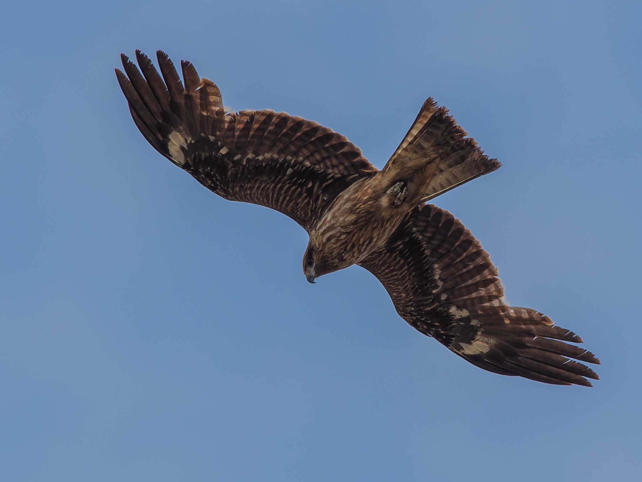 Black Kite