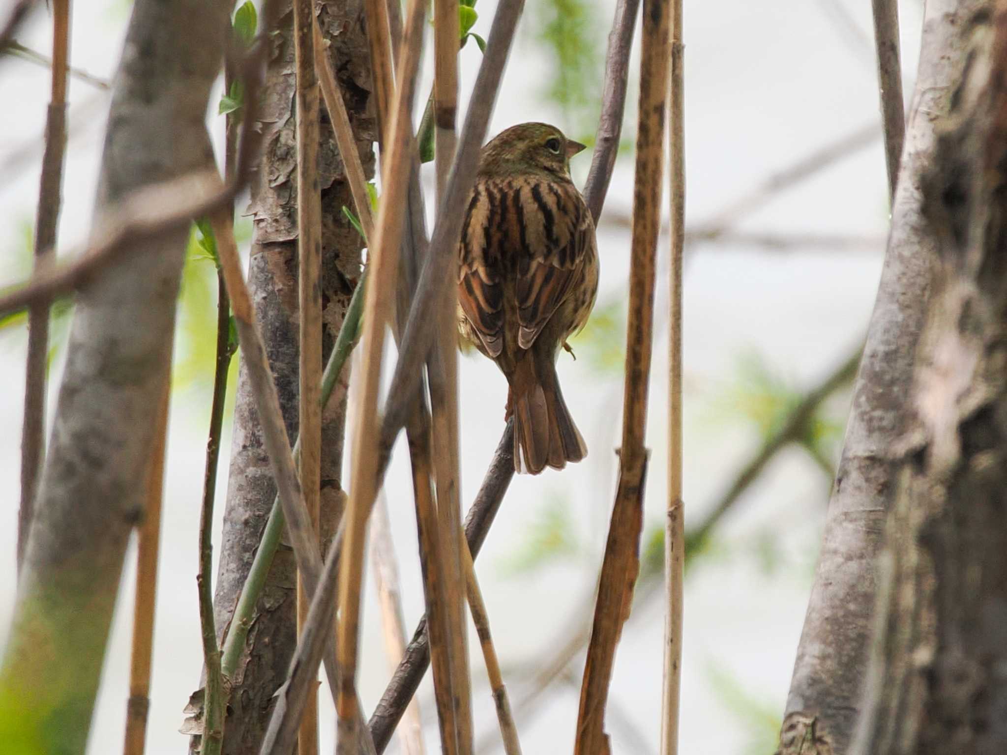 Photo of Masked Bunting at 水と生きものの郷トゥ・ペッ by 98_Ark (98ｱｰｸ)