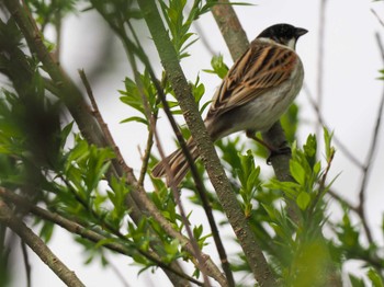 Common Reed Bunting 水と生きものの郷トゥ・ペッ Sun, 4/28/2024