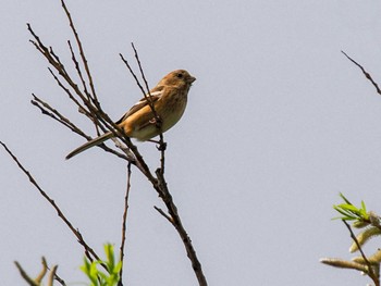 Siberian Long-tailed Rosefinch 水と生きものの郷トゥ・ペッ Sun, 4/28/2024