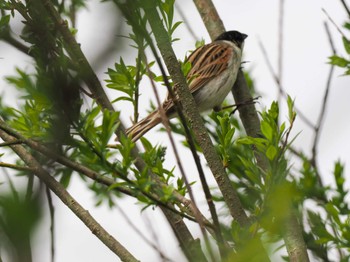 Common Reed Bunting 水と生きものの郷トゥ・ペッ Sun, 4/28/2024