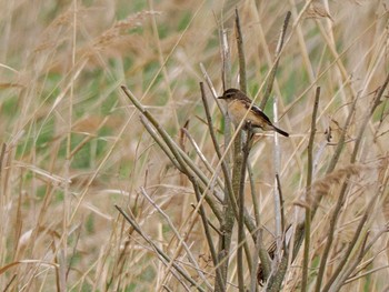 Amur Stonechat 水と生きものの郷トゥ・ペッ Sun, 4/28/2024