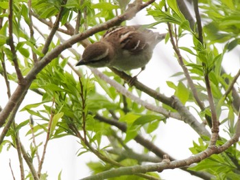 Russet Sparrow 水と生きものの郷トゥ・ペッ Sun, 4/28/2024