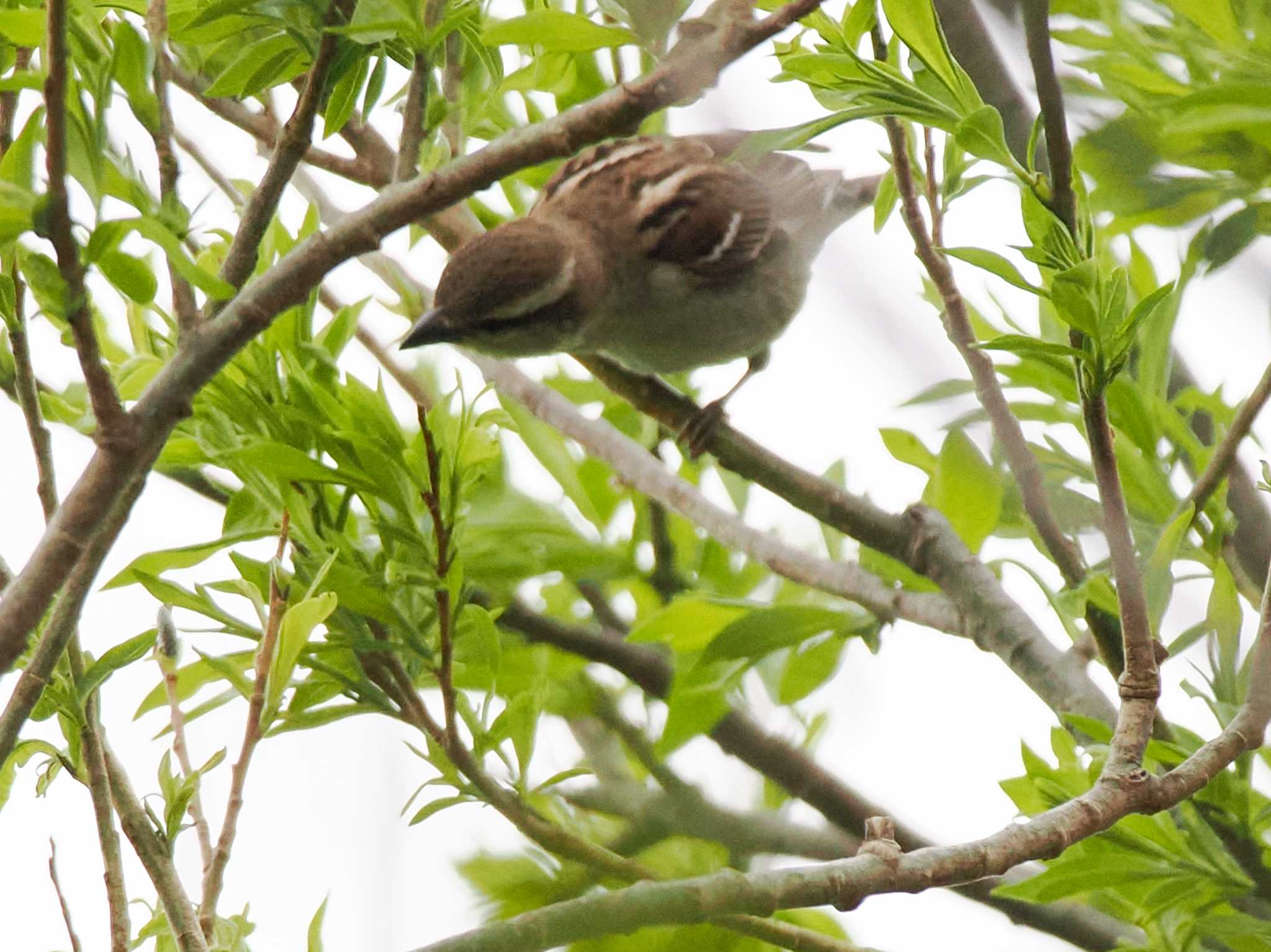 Russet Sparrow