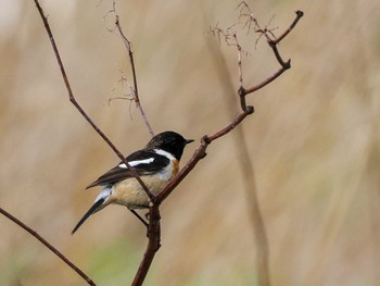 Amur Stonechat 水と生きものの郷トゥ・ペッ Sun, 4/28/2024