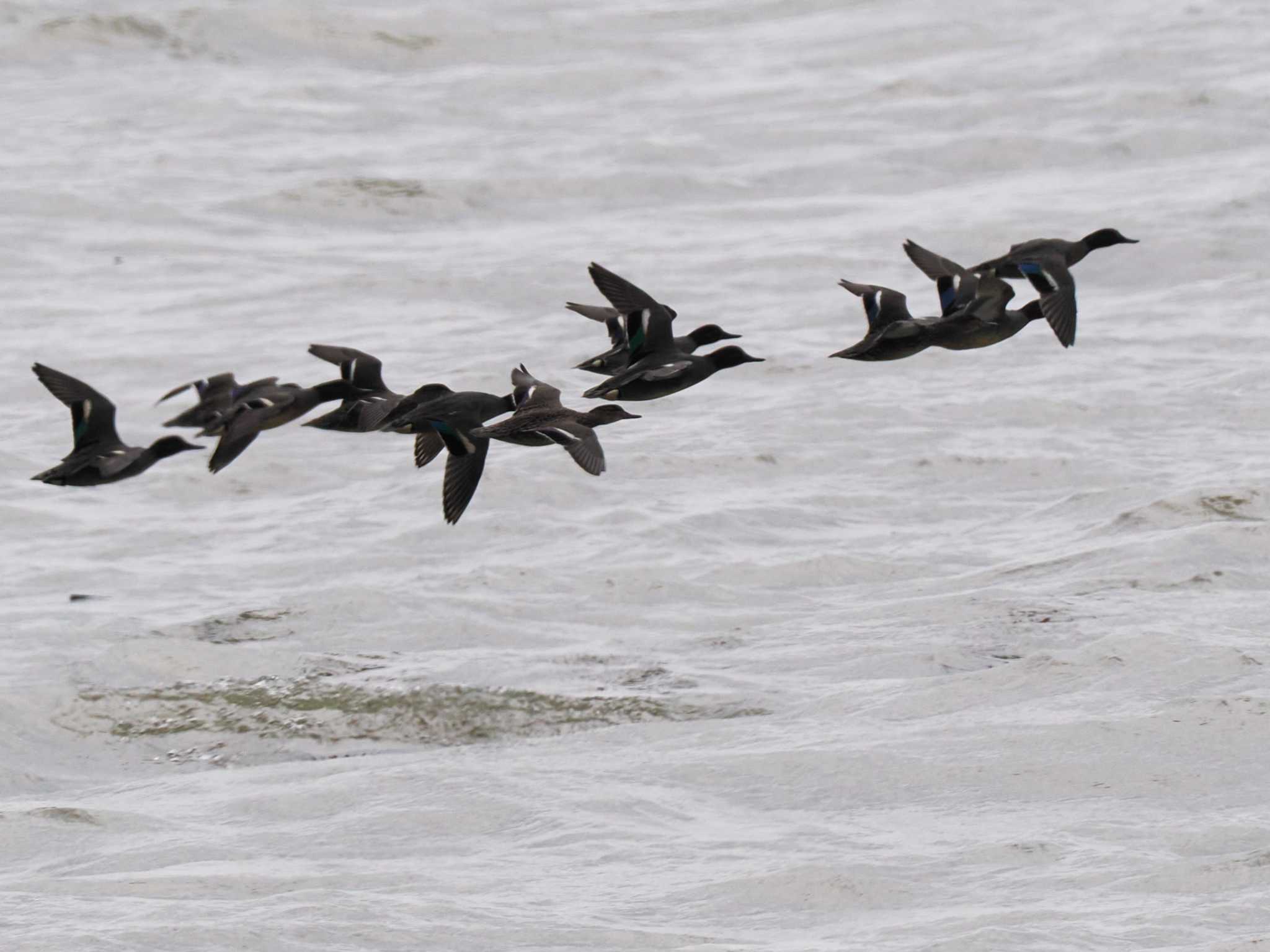 Eurasian Teal