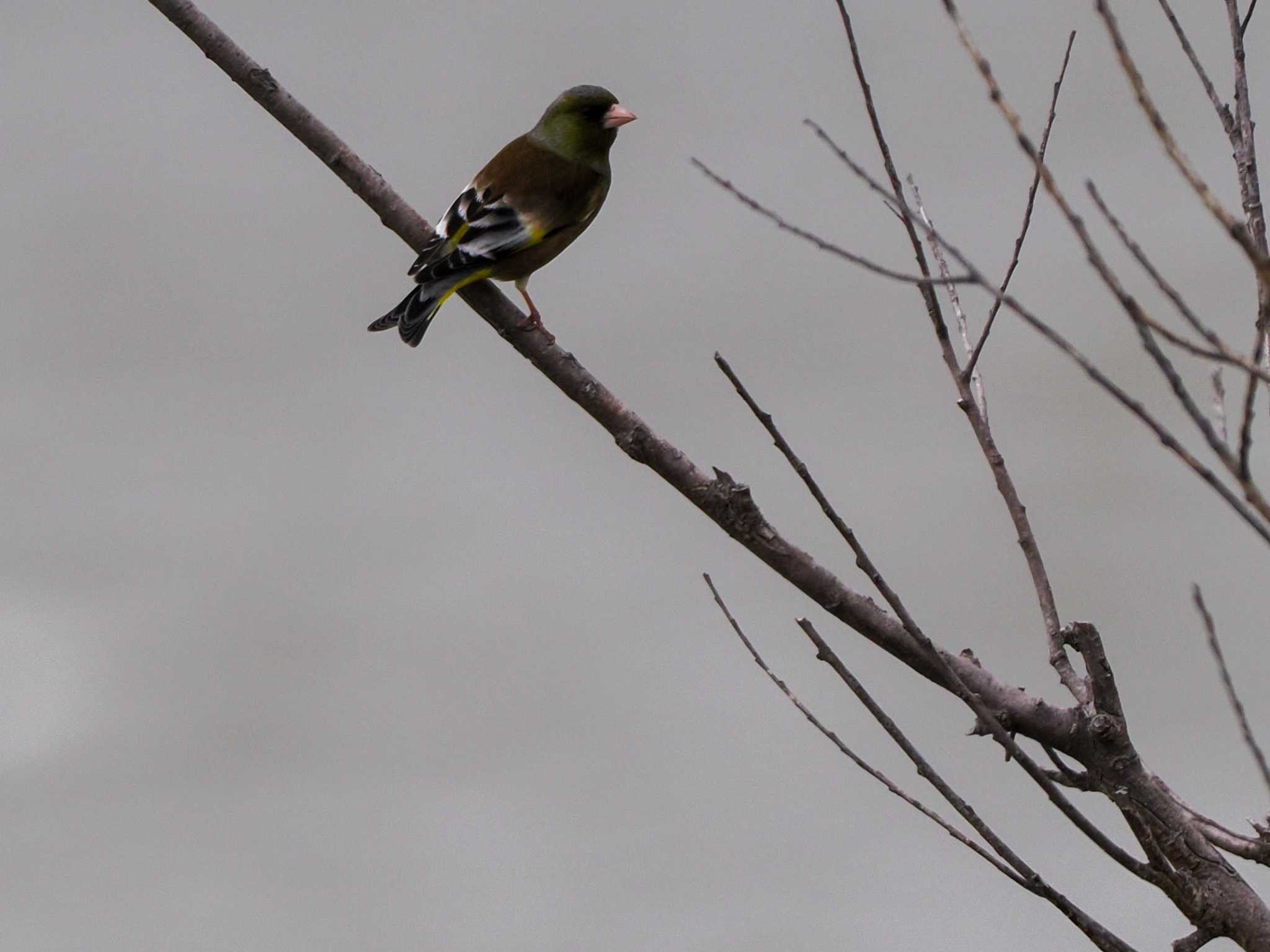 Grey-capped Greenfinch