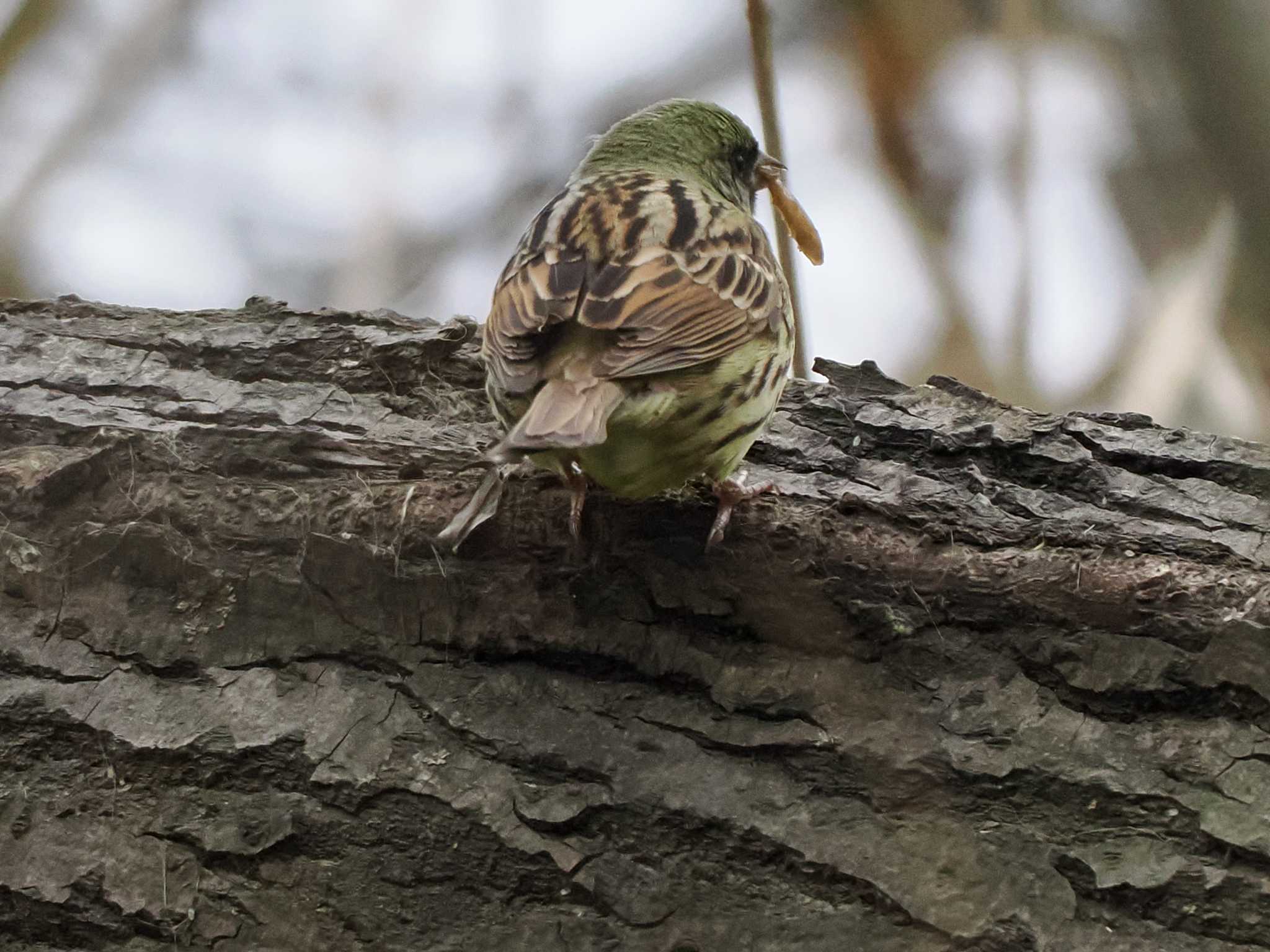 Masked Bunting