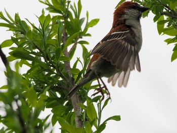 Russet Sparrow 水と生きものの郷トゥ・ペッ Sun, 4/28/2024