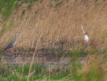 Great Egret 水と生きものの郷トゥ・ペッ Sun, 4/28/2024