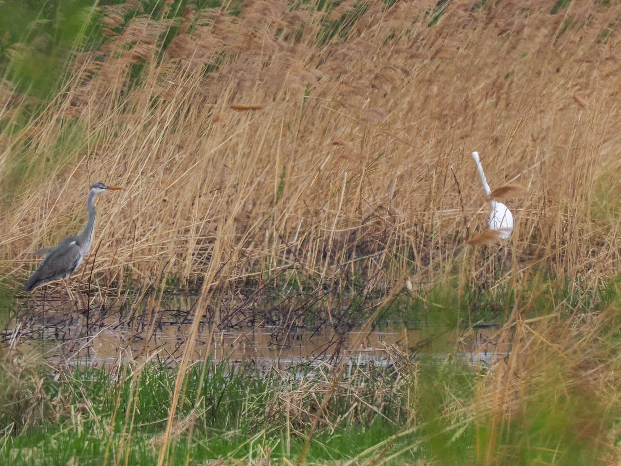 Great Egret