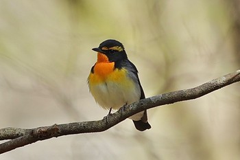 Narcissus Flycatcher 茶臼山 Sun, 4/28/2024