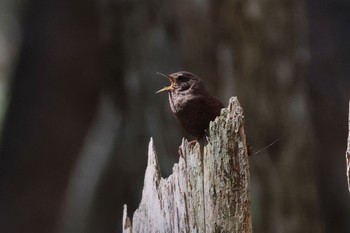 Eurasian Wren 茶臼山 Sun, 4/28/2024