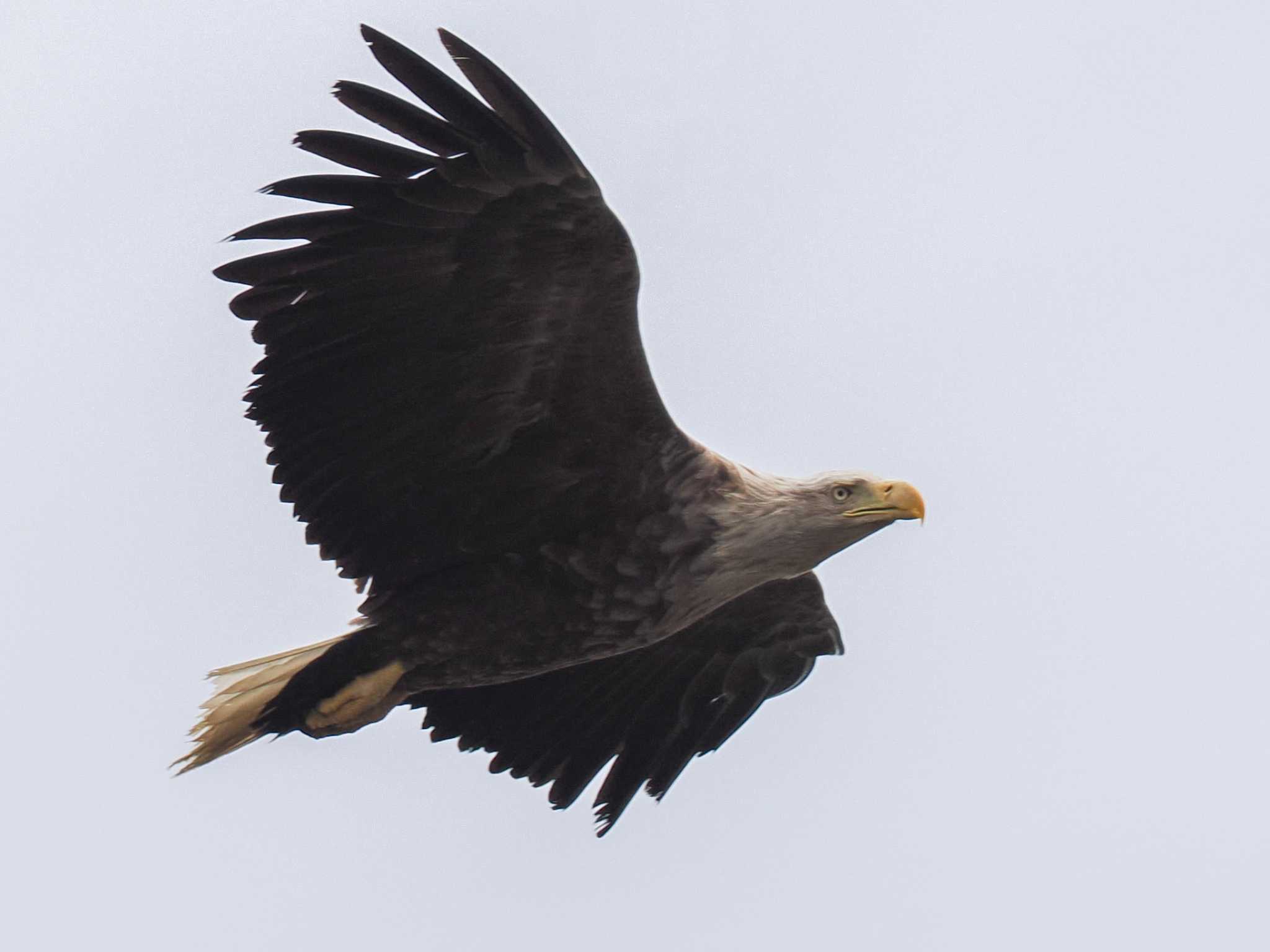 White-tailed Eagle