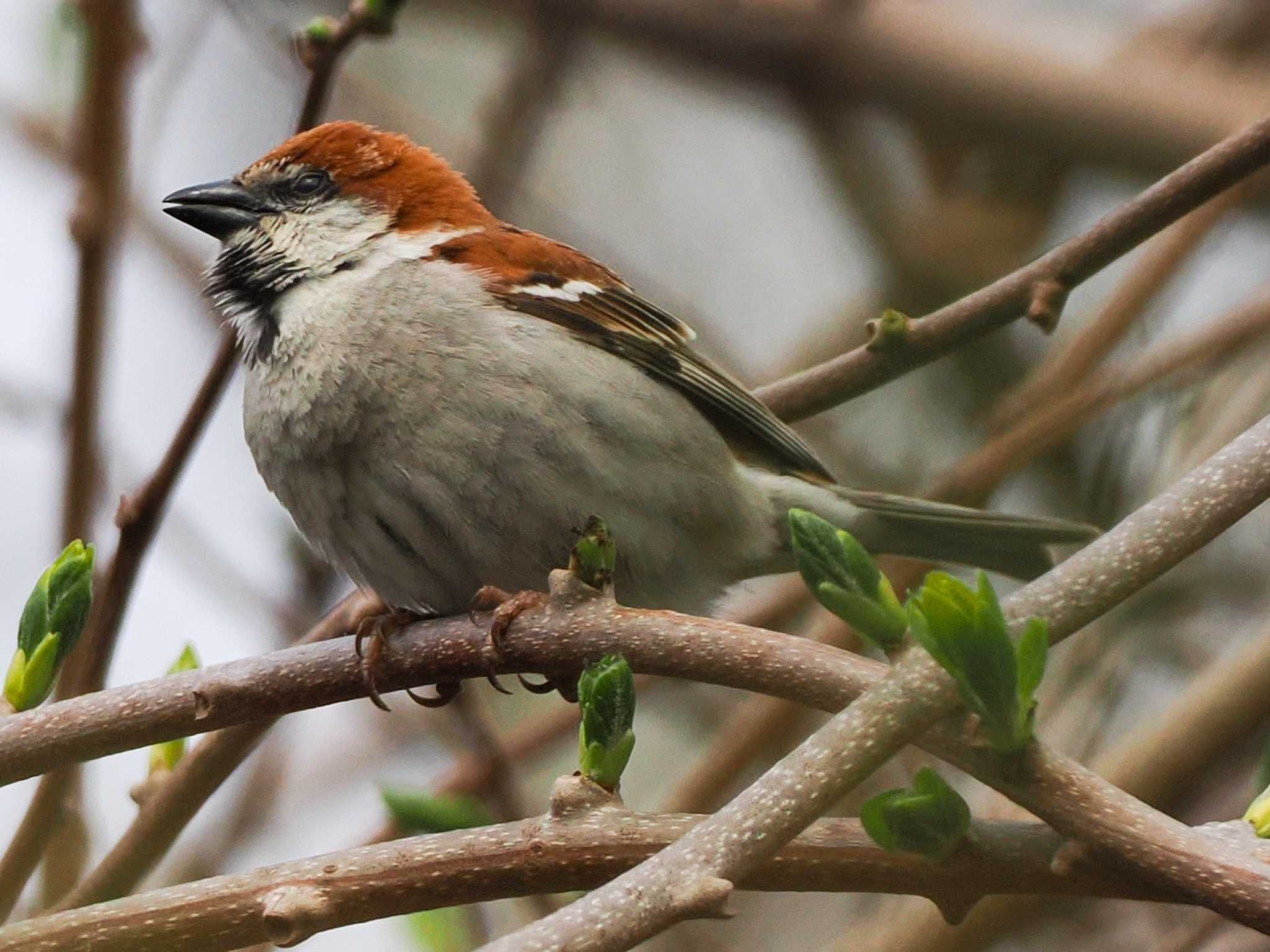 Photo of Russet Sparrow at 石狩市生振 by 98_Ark (98ｱｰｸ)
