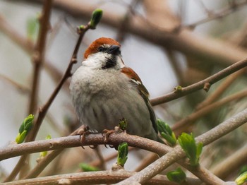 Russet Sparrow 石狩市生振 Sun, 4/28/2024