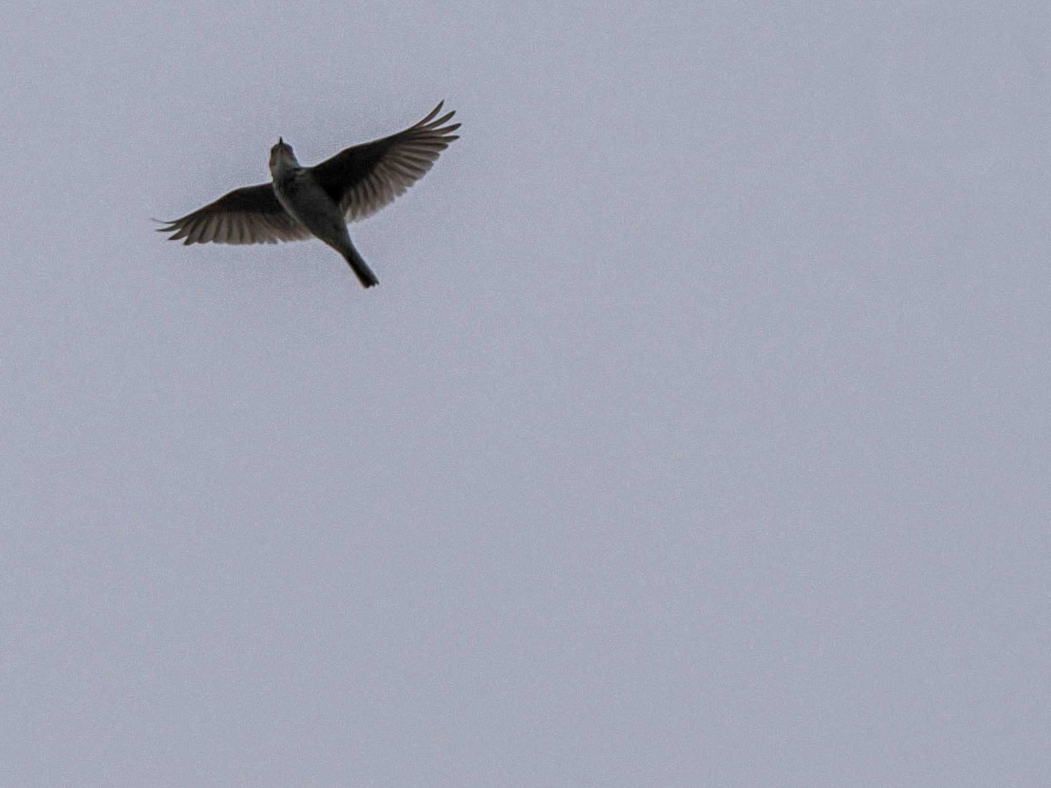 Photo of Eurasian Skylark at 水と生きものの郷トゥ・ペッ by 98_Ark (98ｱｰｸ)