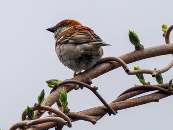 Russet Sparrow 石狩市生振 Sun, 4/28/2024