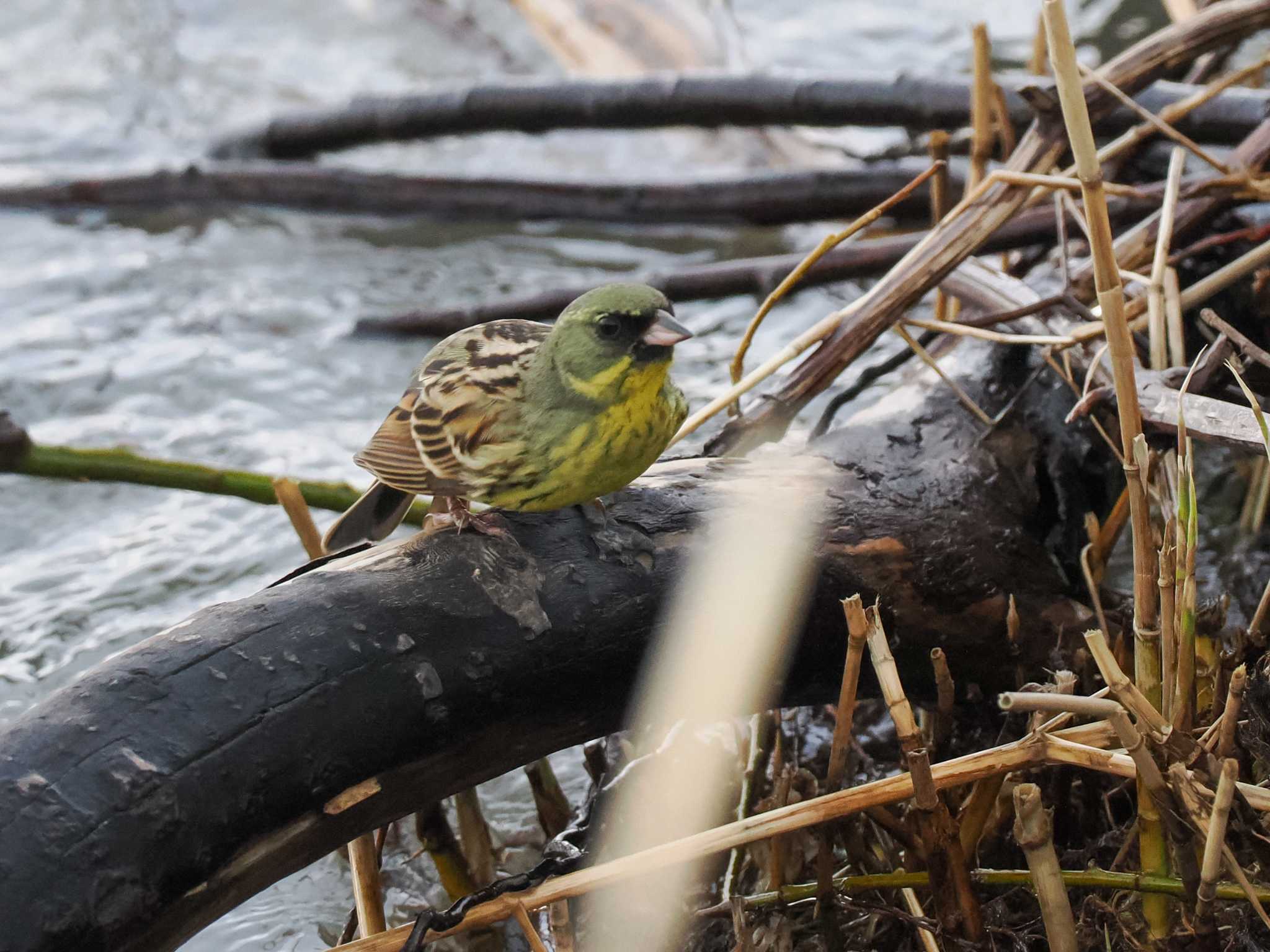 Photo of Masked Bunting at 水と生きものの郷トゥ・ペッ by 98_Ark (98ｱｰｸ)