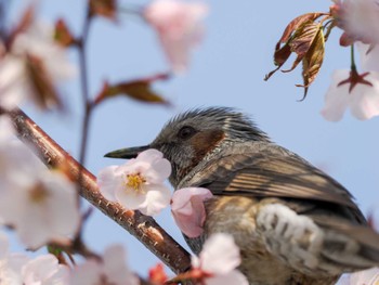 Brown-eared Bulbul 東屯田遊水地 Sun, 4/28/2024