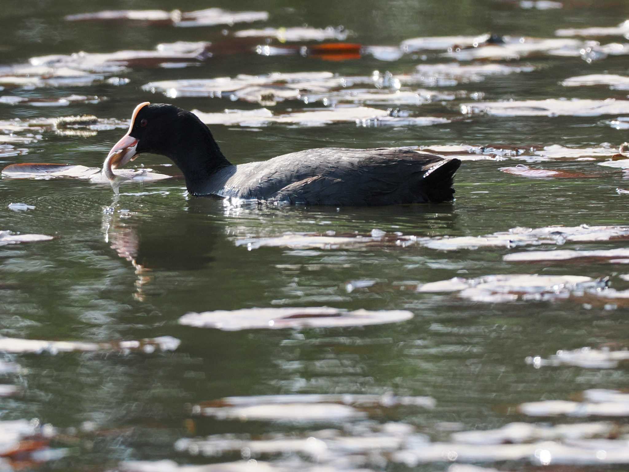 Photo of Eurasian Coot at 東屯田遊水地 by 98_Ark (98ｱｰｸ)