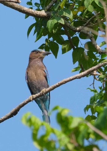 インドブッポウソウ Wachirabenchathat Park(Suan Rot Fai) 2024年4月25日(木)