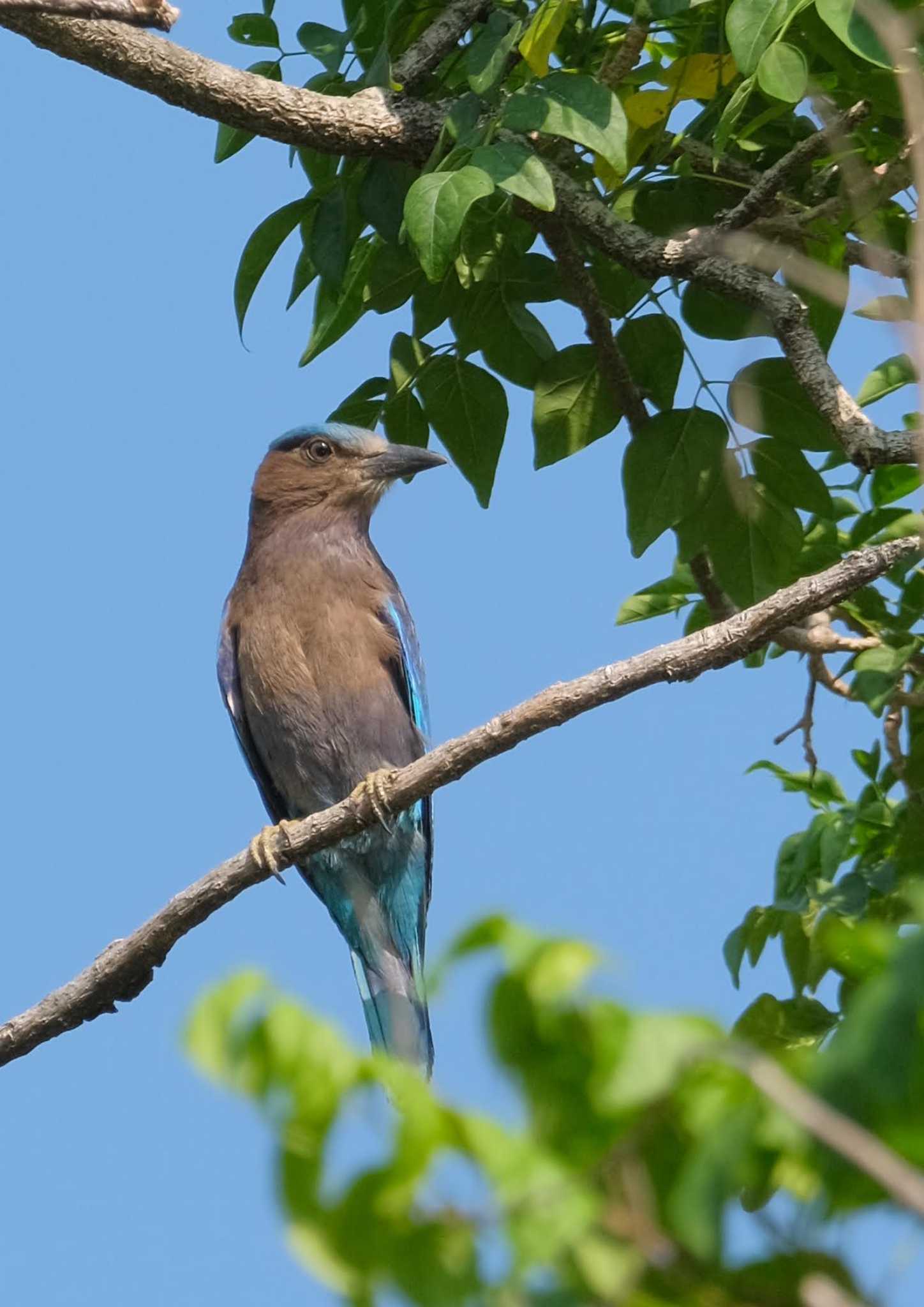 Photo of Indian Roller at Wachirabenchathat Park(Suan Rot Fai) by BK MY