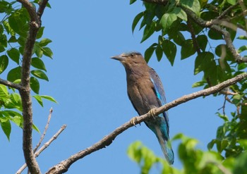 インドブッポウソウ Wachirabenchathat Park(Suan Rot Fai) 2024年4月25日(木)