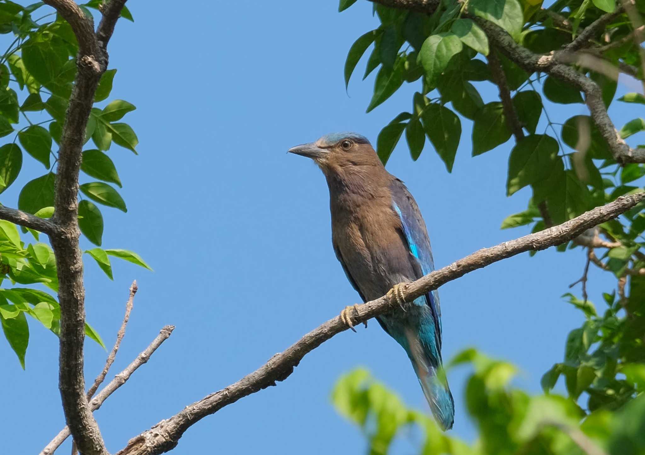 Indian Roller