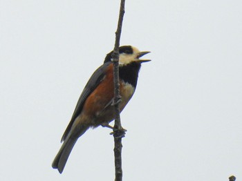 Varied Tit 岐阜市 Sat, 4/27/2024