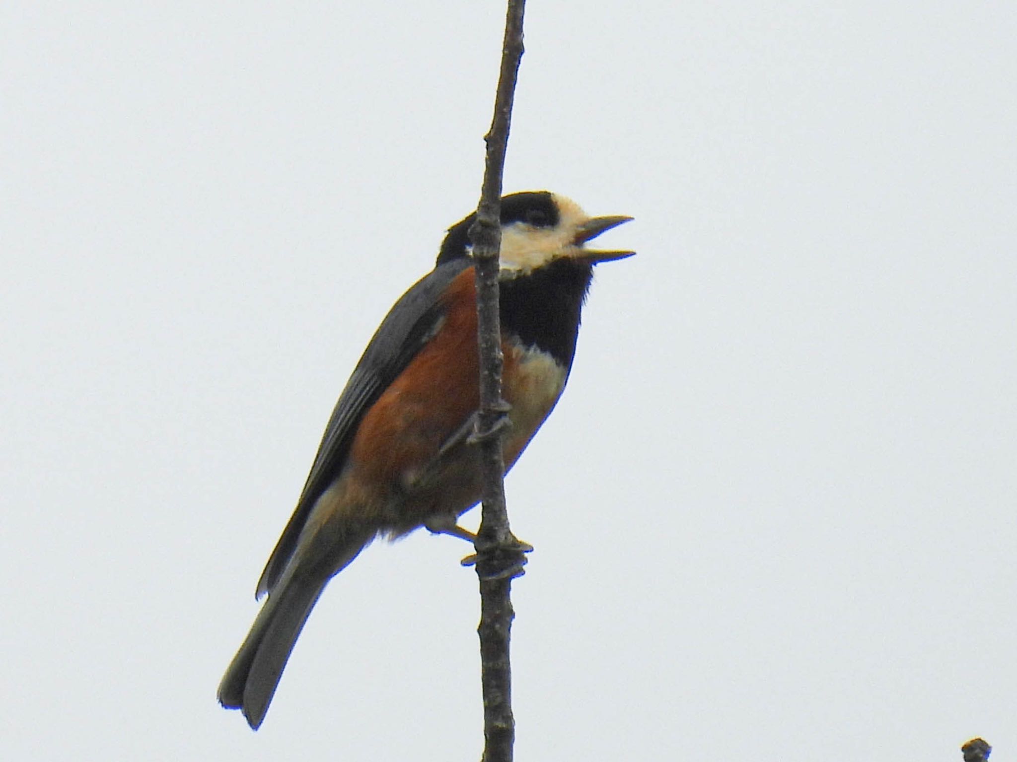 Photo of Varied Tit at 岐阜市 by じゃすみん 岐阜ラブ❤︎